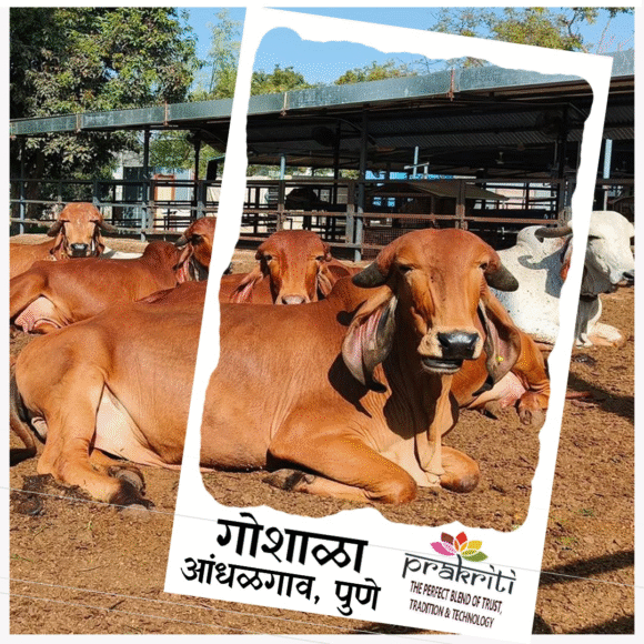 Desi Cow A2 Bilona Ghee 1 Liter